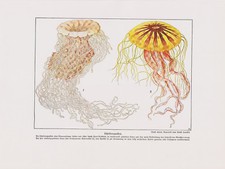 Scheibenquallen Quallen Medusen Medusa nach Ernst Haeckel   Farbdruck von 1912