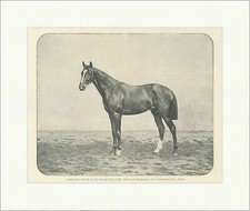 Habenichts Favorit für das