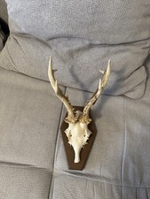 Kapialer 6er Rehbock mit orig