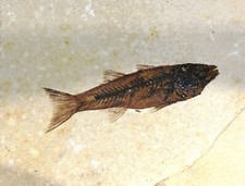 Fossiler Fisch, Echt,  F.O