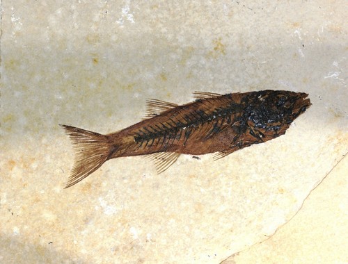 Fossiler fisch echt - fossiler, fisch,