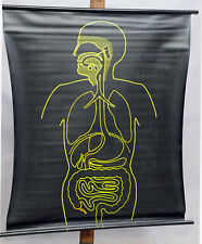 Schulwandkarte Lehrtafel Anatomie Mensch Organe Ernährung vintage Rollbild