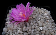 23 Jahre*** ew Ariocarpus kotschoubeyanus albiflora Kaktus Kakteen Astrophytum