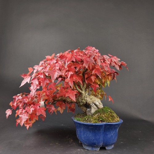 Bonsai dreispitzahorn acer - bonsai,