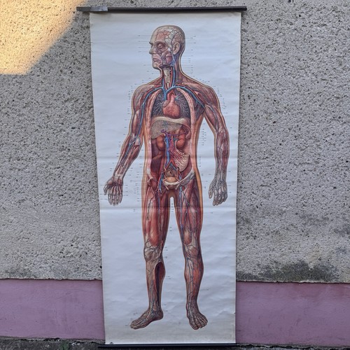 Schulwandkarte blutkreislauf - schulwandkarte,