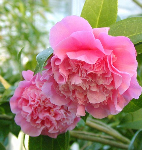 Rosa kamelie debbie - debbie,