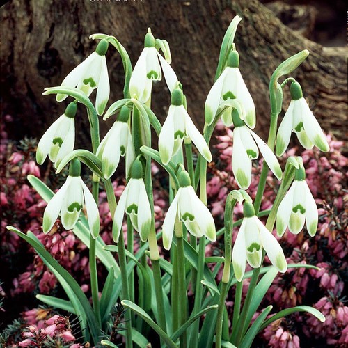 Galanthus blumenzwiebeln - galanthus,