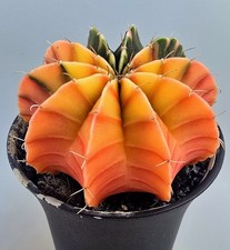 Schöner Ausgefallener