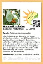 Opuntia ficus-indica 'rot