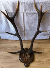 RAR Vintage altes Naturhorn Rog ROZHOK Taxidermie Jagd Hirsch