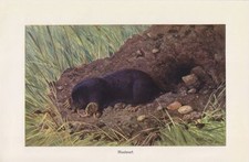 Maulwurf (Talpa ) Insektenfresser Farbdruck 1912