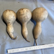 Kalebasse 3 Stück Flaschenkürbisse Baby-Rassel, Musikinstrument, Basteln FengShu