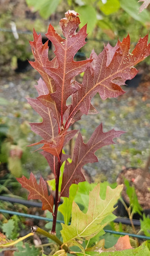Quercus texana new madrid - quercus, madrid'