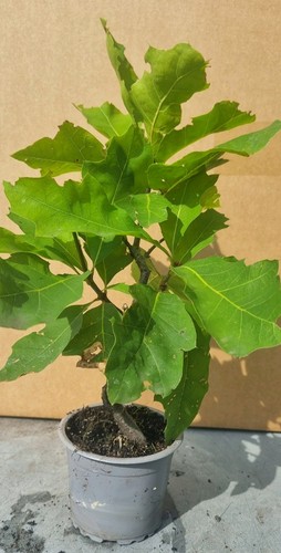 Eichen prebonsai roteiche - eichen-prebonsai,,