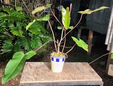 Philodendron erubescens Red