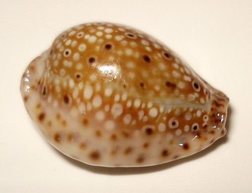 Meeresschnecke cypraea - meeresschnecke,