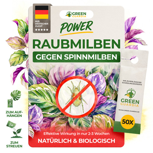 Raubmilben gegen spinnmilben - gegen,