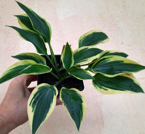 Hosta striped weasel rare - hosta, *striped