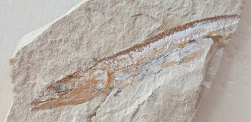 Prionolepis cataphractus 15cm - prionolepis,