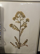 8 Pflanzen Herbarium