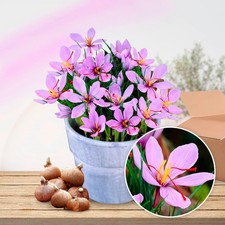 Safran Krokus Zwiebeln