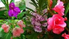200+ Samen Impatiens balsamina - Balsamine -  Farb MIX