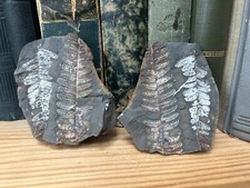 Farn Fern Pecopteris / Karbon