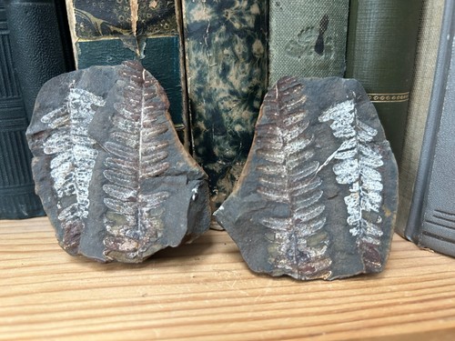 Farn fern pecopteris karbon - /,