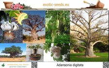 Adansonia digitata - Affenbrotbaum, Baobab - 10-100 Samen mit Stecketikett