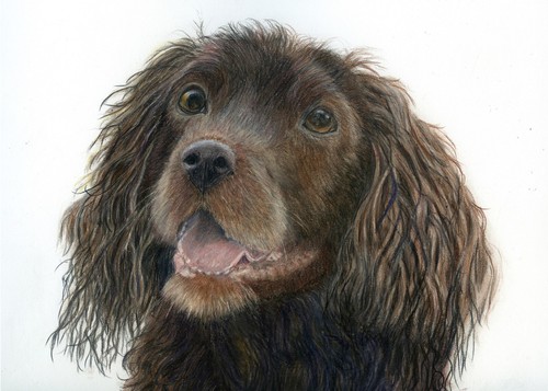 Cocker spaniel welpe original - spaniel,