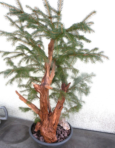 Bonsai outdoor fichte als - fichte,,