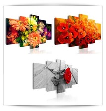 Blumen Mohnblume Rose Rot