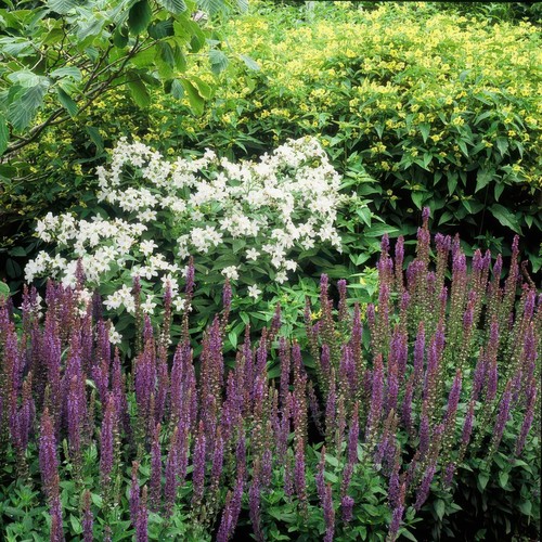 Salvia nemorosa ostfriesland - nemorosa, 'ostfriesland'