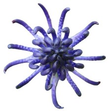 Teufelskralle Kapseln