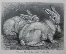 Schneehase lepus timidus - ,