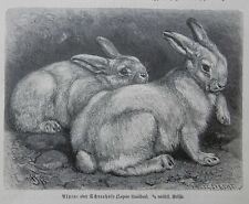  Schneehase Lepus timidus Holzstich 1891 Alpenschneehase  Hase