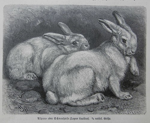 Schneehase lepus timidus - schneehase,