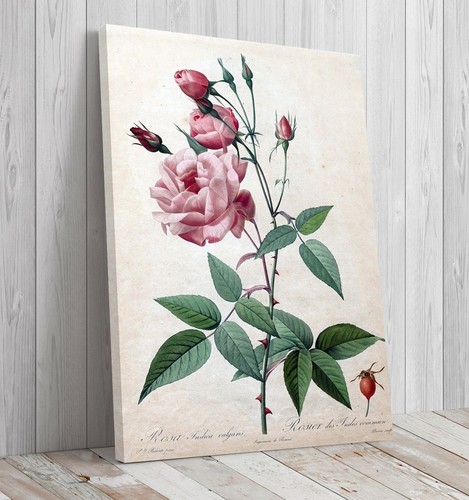 Die rosen pierre joseph - die,