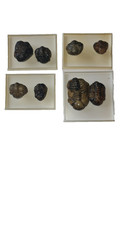 Trilobiten marokko wüste - 8,
