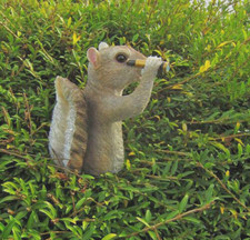 Eichhörnchen mit Teleskop