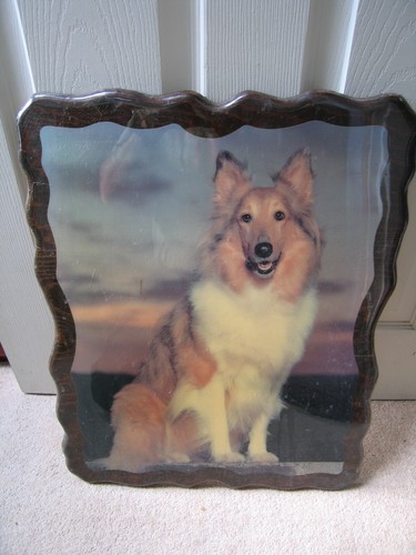 Shetland schäferhund hund - schäferhund,
