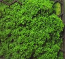 Aquariumpflanze / Riccardia