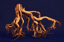 Aquarium Wurzel Bonsai /