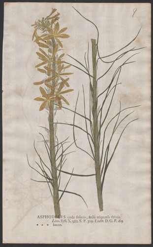 Affodill goldwurz lily - affodill,