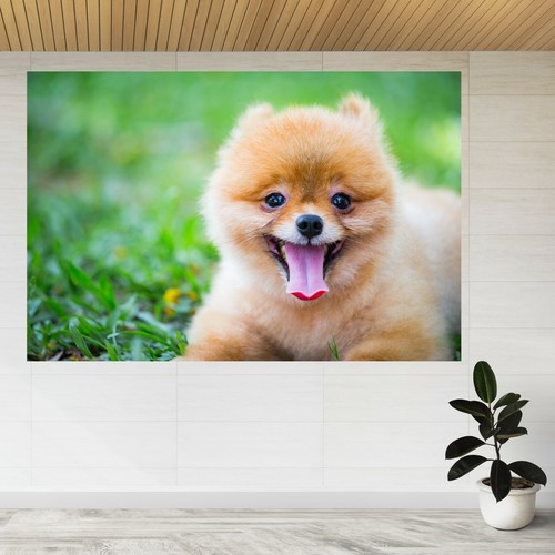 Pomeranian baby hund haustier - baby,