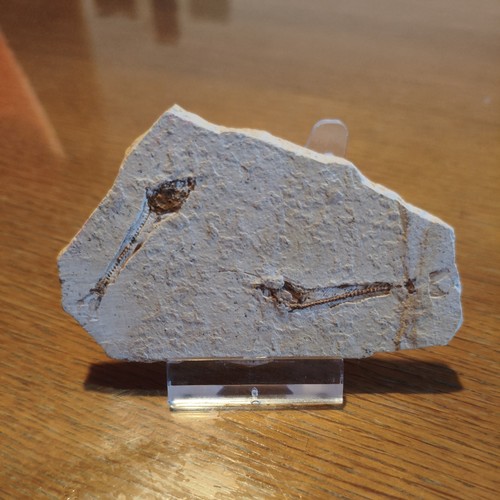 Fossil fische - fische,