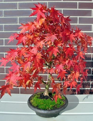 Winterharter ahorn rot - 2,