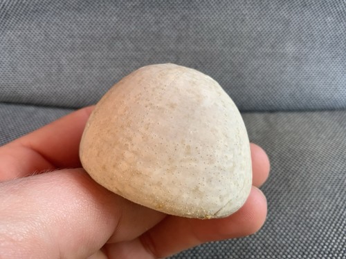 Fossil seeigel echinocorys - seeigel,