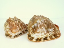 2 x CASSIS  CORNUTA  gehörnte