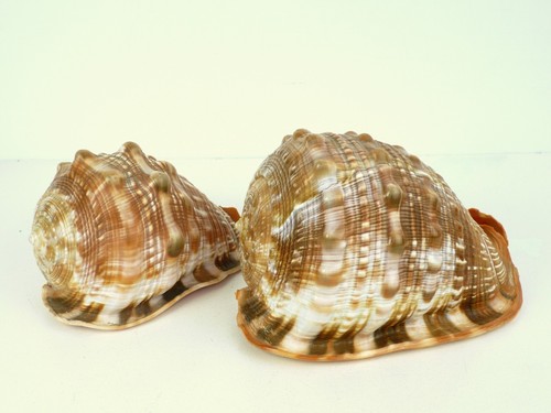 Cassis cornuta gehörnte - ,